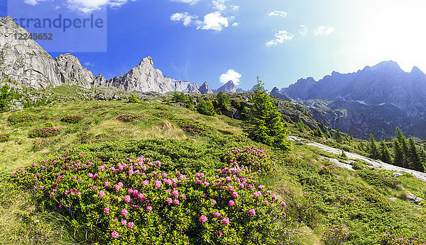 Blühende Rhododendren im Torrone-Tal  Valmasino  Valtellina  Lombardei  Italien  Europa