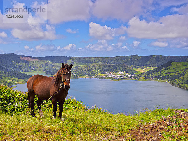 Pferd mit Lagoa das Sete Cidades im Hintergrund  Insel Sao Miguel  Azoren  Portugal  Atlantik  Europa
