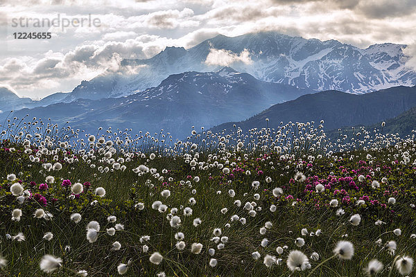 Rhododendren und Wollgras  Maloja  Bergell  Engadin  Kanton Graubünden  Schweiz  Europa