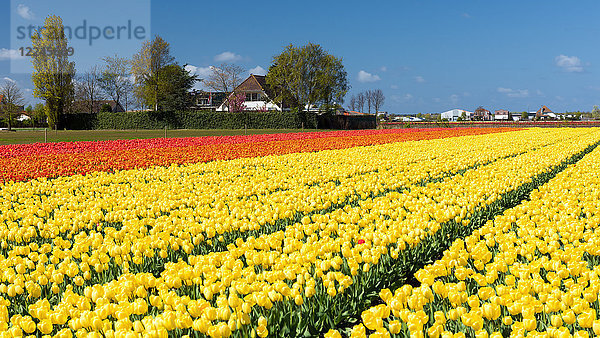 Bunte Tulpen in Holland  Die Niederlande  Europa