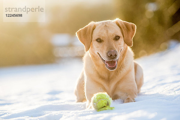 Goldener Labrador im Schnee mit einem Tennisball  Vereinigtes Königreich  Europa