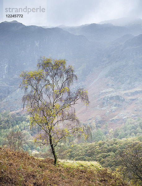Einsamer Baum  Grange  Lake District  Cumbria  England  Vereinigtes Königreich  Europa