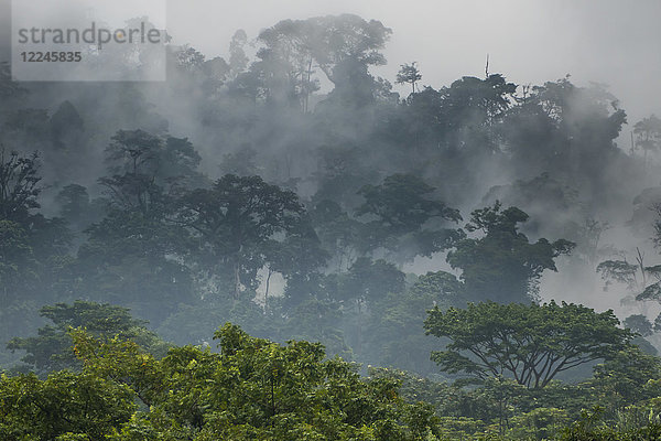 Aufsteigender Nebel im Regenwald um Limbe  Südwest-Kamerun  Afrika