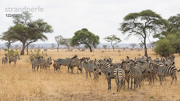 Burchells-Zebras (Equus burchelli) im Tarangire-Nationalpark  Region Manyara  Tansania  Ostafrika  Afrika