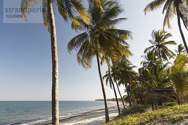 Nachmittagssonne auf Palmen am Ushongo Beach bei Pangani  Tansania  Ostafrika  Afrika