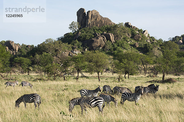Burchells-Zebra (Equus burchelli) in der Nähe eines Kopjes  im Serengeti-Nationalpark  UNESCO-Welterbe  Tansania  Ostafrika  Afrika