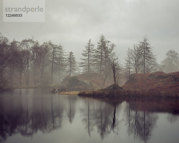 Kahle Bäume am Ufer des Holme Fell Tarn an einem bedeckten Wintertag im Lake District National Park  UNESCO-Weltkulturerbe  Cumbria  England  Vereinigtes Königreich  Europa