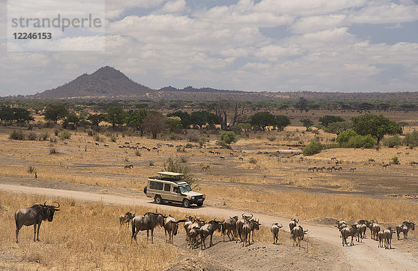 Gnus (Connochaetes taurinus) um ein Safarifahrzeug im Tarangire-Nationalpark  Region Manyara  Tansania  Ostafrika  Afrika