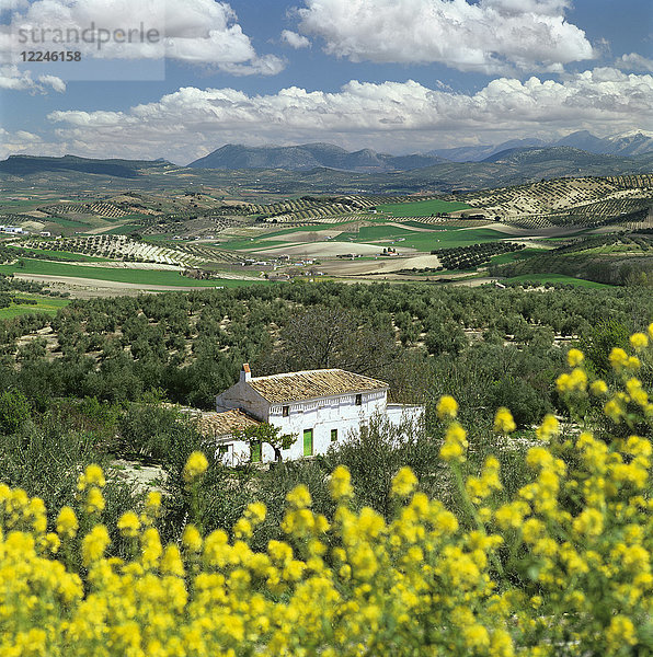 Andalusische Landschaft mit weißem Bauernhaus und Olivenbäumen mit Bergen in der Ferne  nahe Granada  Andalusien  Spanien  Europa