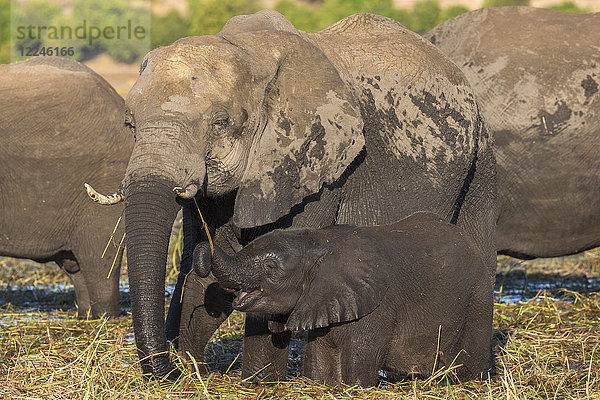 Elefant (Loxodonta africana) und Kalb  Chobe-Nationalpark  Botsuana  Afrika