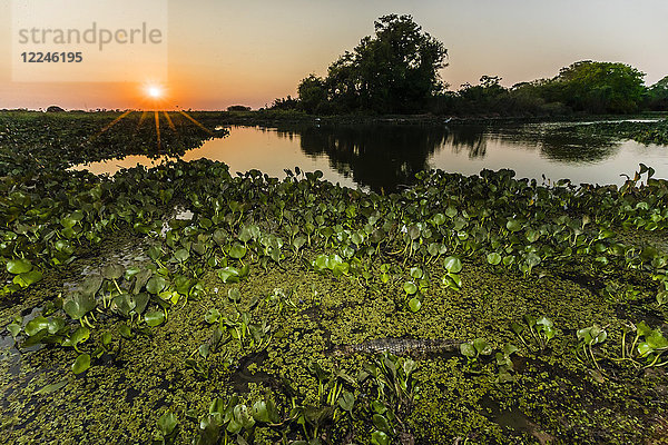 Sonnenuntergang über dem Wasser auf der Fazenda Pouso Alegre  Mato Grosso  Pantanal  Brasilien  Südamerika