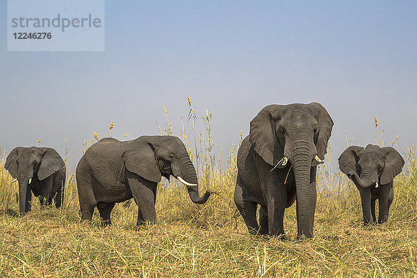 Afrikanische Elefanten (Loxodonta africana)  Chobe-Fluss  Botsuana  Afrika