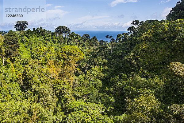Dschungel auf der Insel Bioko  Äquatorialguinea  Afrika