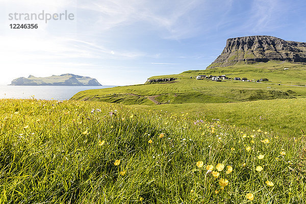 Wildblumen auf den grünen Wiesen  Gasadalur  Insel Vagar  Färöer Inseln  Dänemark  Europa