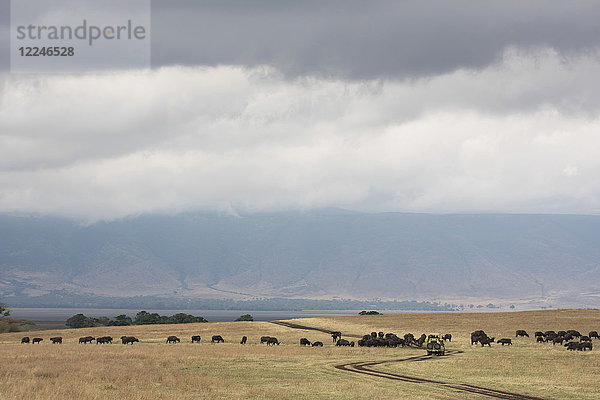 Wasserbüffel um ein Safarifahrzeug im Ngorongoro-Krater  UNESCO-Weltkulturerbe  Tansania  Ostafrika  Afrika