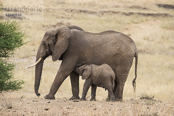 Eine Elefantenmutter mit ihrem Baby (Loxondonta africana) im Tarangire-Nationalpark  Region Manyara  Tansania  Ostafrika  Afrika