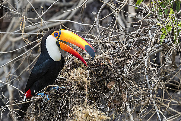 Ein erwachsener Tukan (Ramphastos toco)  der ein Nest in der Nähe von Porto Jofre  Mato Grosso  Brasilien  Südamerika  plündert