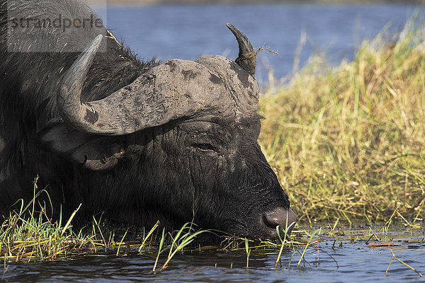 Kaffernbüffel (Syncerus caffer)  Chobe-Fluss  Botswana  Afrika