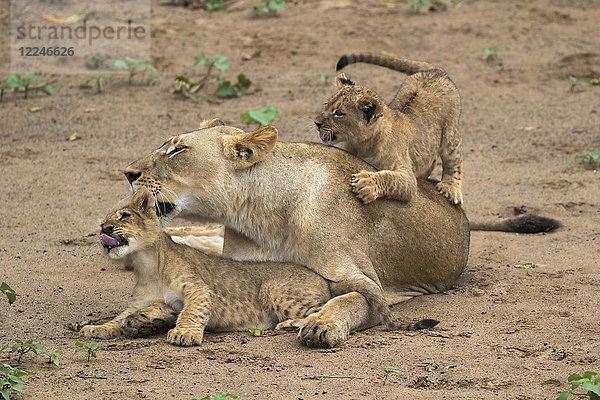 Löwin (Panthera leo) mit Jungtieren  Zimanga Game Reserve  KwaZulu-Natal  Südafrika  Afrika