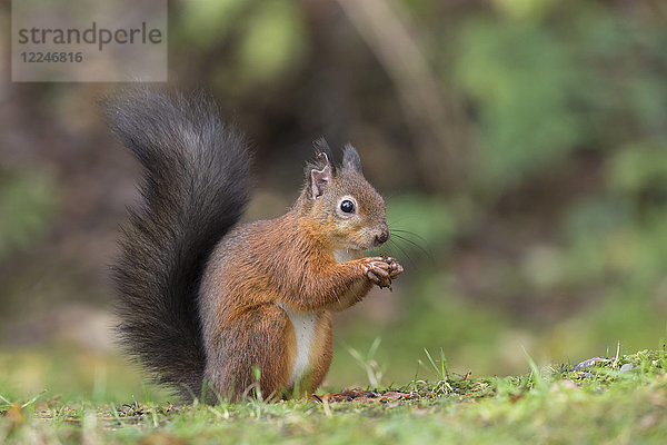 Rotes Eichhörnchen (Sciurus vulgaris)  Eskrigg Nature Reserve  Lockerbie  Schottland  Vereinigtes Königreich  Europa
