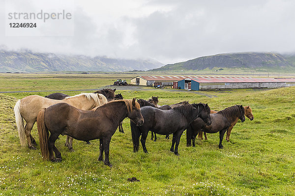 Eine Herde Islandpferde auf einem Bauernhof an der Südostküste Islands  Polarregionen