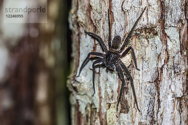 Spinne mit Eimasse auf einem Baum im Tanjung Puting National Park  Kalimantan  Borneo  Indonesien  Südostasien  Asien