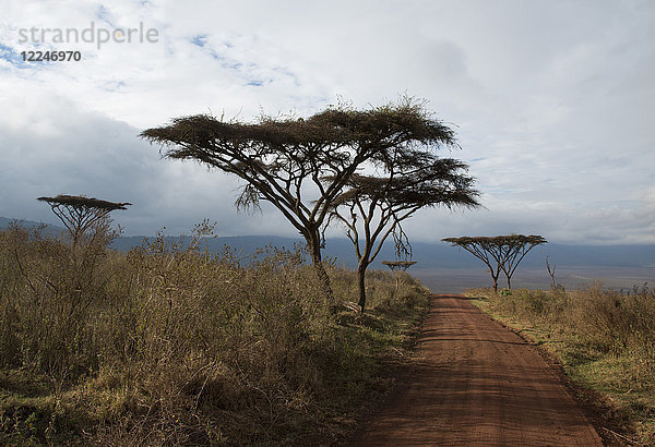 Flachkronen-Akazien (Vachellia abyssinica) entlang einer Straße  die zum Ngorongoro-Krater führt  Tansania  Ostafrika  Afrika