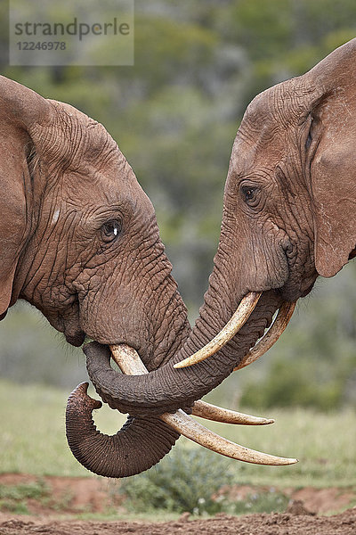 Zwei Afrikanische Elefanten (Loxodonta africana)  die sich gegenseitig begrüßen  Addo Elephant National Park  Südafrika  Afrika