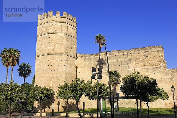 Schloss Alcazar  Jerez de la Frontera  Andalusien  Spanien  Europa