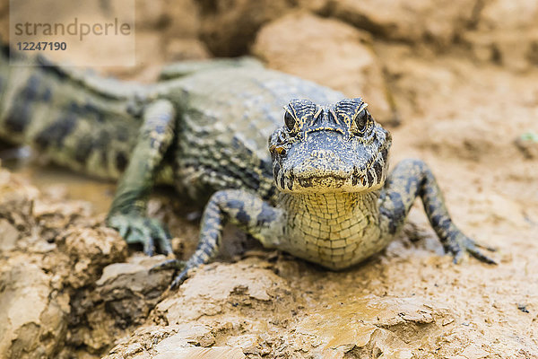 Ein junger Yacare-Kaiman (Caiman yacare) am Flussufer bei Porto Jofre  Mato Grosso  Brasilien  Südamerika