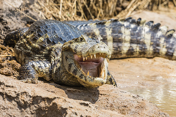 Ein ausgewachsener Yacare-Kaiman (Caiman yacare) am Flussufer bei Porto Jofre  Mato Grosso  Brasilien  Südamerika