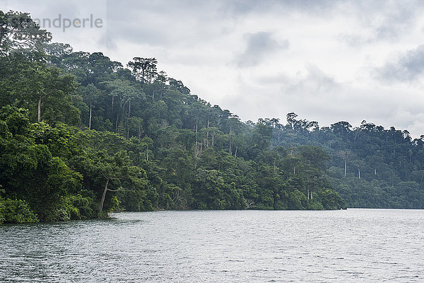 Fluss und dichter Wald  Kamerun  Afrika