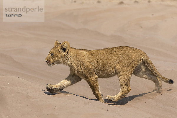 Löwenbaby (Panthera leo)  Chobe-Nationalpark  Botsuana  Afrika