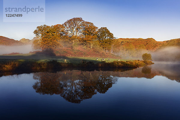 Herbstnebel umweht die kupferroten Bäume am Ufer des Elterwater an einem ruhigen Morgen im Lake District National Park  UNESCO-Weltkulturerbe  Cumbria  England  Vereinigtes Königreich  Europa