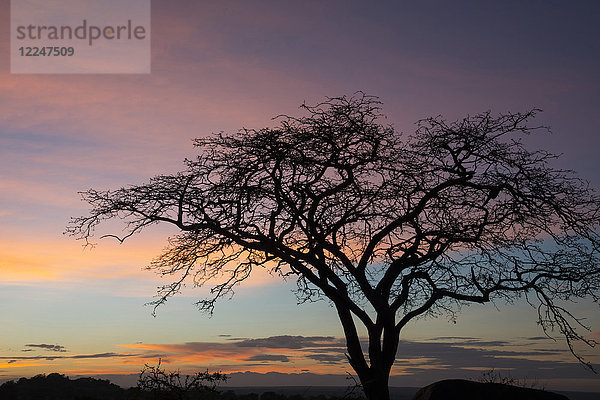 Rosa Wolken und blauer Himmel bei Sonnenaufgang im Serengeti-Nationalpark  UNESCO-Welterbe  Tansania  Ostafrika  Afrika