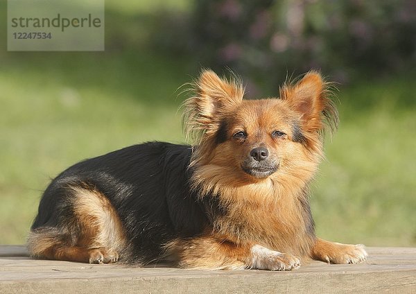 Papillon Yorkshire Mischling  Hündin  2 Jahre  auf der Seite liegend  Nordrhein-Westfalen  Deutschland  Europa