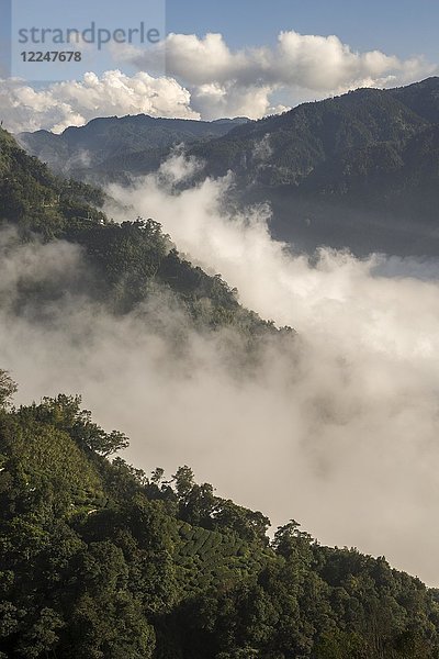 Teeplantage vor Wolken und Bergen  Nantou  Taiwan  China  Asien