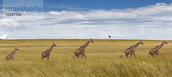 Giraffen (Giraffa camelopardalis)  Herde  Wanderung durch Savanne  Masai Mara  Kenia  Afrika
