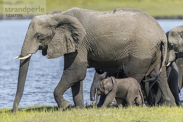 Afrikanischer Elefant (Loxodonta africana)  alt und jung  Chobe-Nationalpark  Chobe-Flussufer  Chobe-Distrikt  Botsuana  Afrika