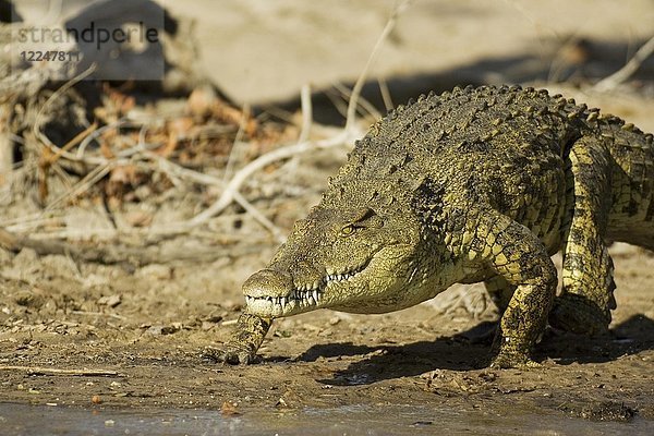 Nilkrokodil (Crocodylus niloticus)  ist im Begriff  in den Lufupa-Fluss zu steigen  Kafue-Nationalpark  Sambia  Afrika