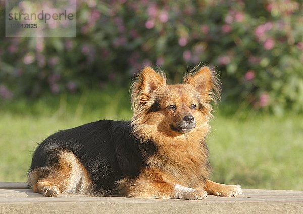 Papillon Yorkshire Mischling  Hündin  2 Jahre  auf der Seite liegend  Nordrhein-Westfalen  Deutschland  Europa