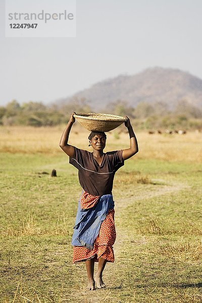 Tonga-Frau trägt einen Korb mit Hirse zu ihrem Dorf am Kariba-See  Sambia  Afrika