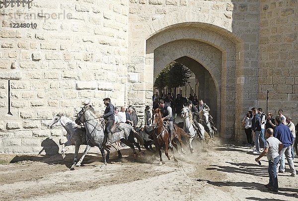 Gardians oder Stierhirten auf Camargue-Pferden treiben wilde Stiere durch das Stadttor  Aigues-Mortes  Camargue  Frankreich  Europa