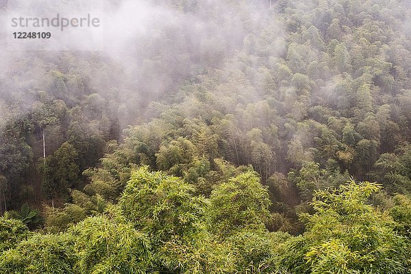 Bambuswald im Nebel  Nantou  Taiwan  China  Asien