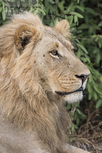 Löwe (Panthera leo)  männlich  Porträt  Seitenansicht  Savuti  Chobe-Nationalpark  Chobe-Distrikt  Botsuana  Afrika