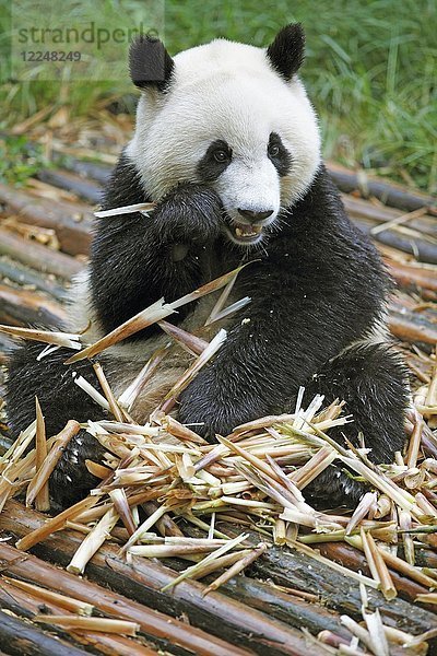 Pandabär oder Großer Panda (Ailuropoda melanoleuca) frisst Bambussprossen  Chengdu Research Base of Giant Panda Breeding  Chengdu  Sichuan  China  Asien