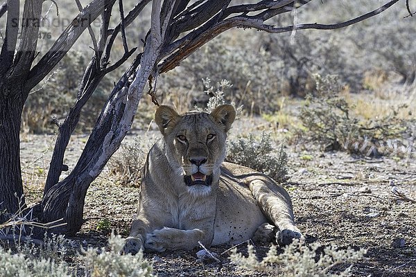 Afrikanischer Löwe (Panthera leo)  Löwin im Schatten eines Baumes liegend  Kopf hoch  wachsam  Etosha National Park  Namibia  Afrika