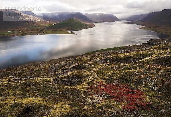 Herbststimmung am Fjord Dýrafjörður  Westfjorde  Island  Europa