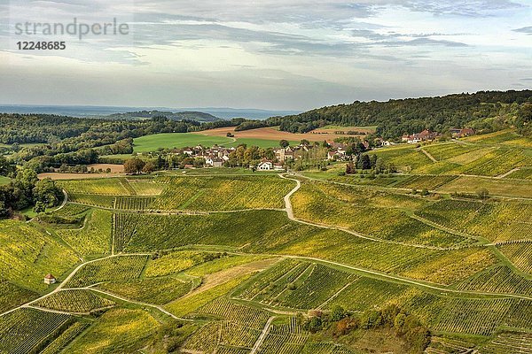 Weinberge von Chateau-Chalon  Departement Jura  Bourgogne-Franche-Comté  Frankreich  Europa