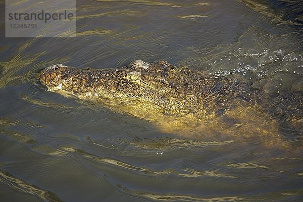 Nilkrokodil (Crocodylus niloticus)  im Chobe-Fluss  Chobe-Nationalpark  Botsuana  Afrika